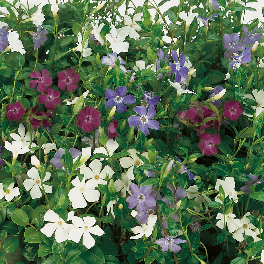 Hardy Evergreen Vinca Minor Tricolour Vinca Minor Trio image2 1