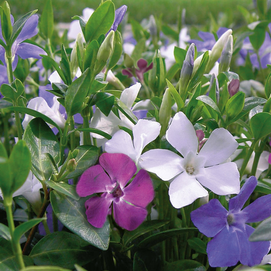 Hardy Evergreen Vinca Minor Tricolour Vinca Minor Trio image1 2