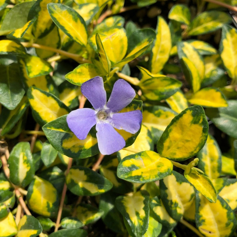 3 x Blue Lesser Periwinkle Plants - Vinca Illumination 3 x Blue Lesser Periwinkle Plants - Vinca Illumination image1 1