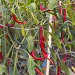 Chilli Pepper Vindaloo  3