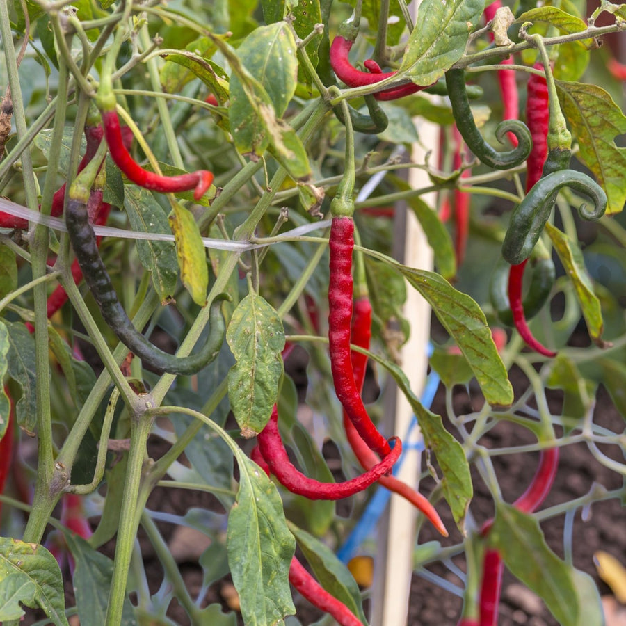 Chilli Pepper Vindaloo  3