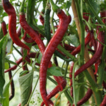 Chilli Pepper Mix  4