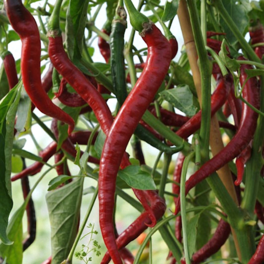 Chilli Pepper Mix  4