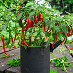 Chilli Pepper Vindaloo  1