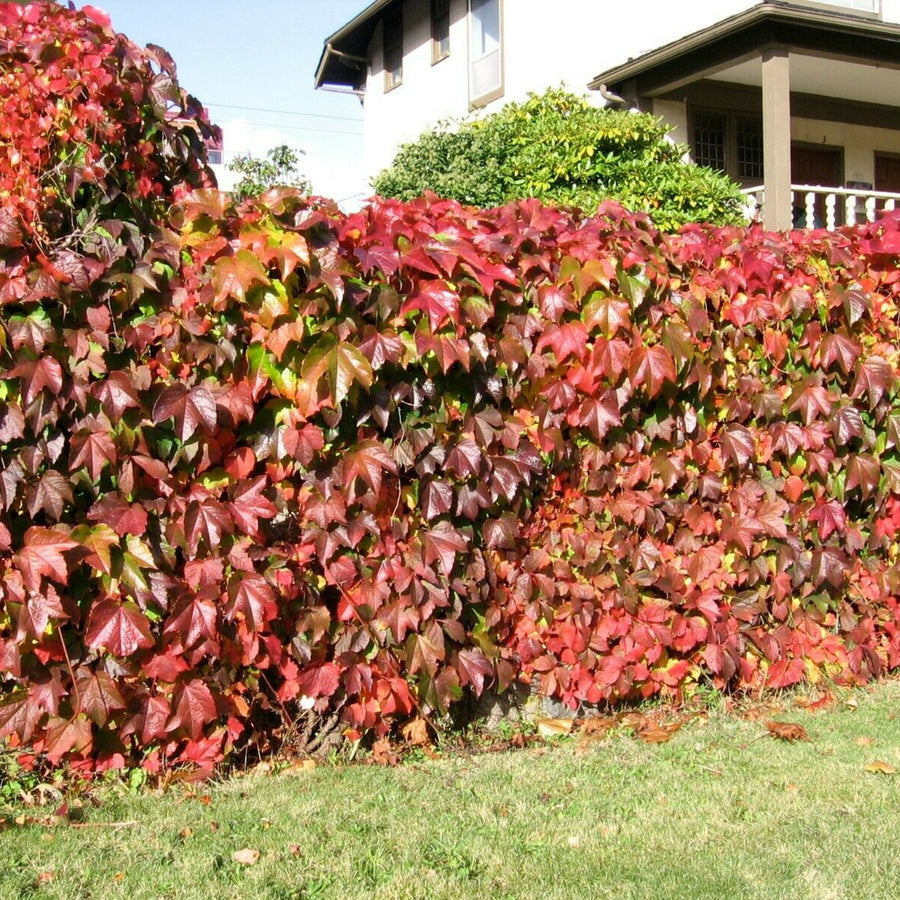 Parthenocissus quinquefolia 'Virginia Creeper' Parthenocissus quinquefolia 'Virginia Creeper' image4 4