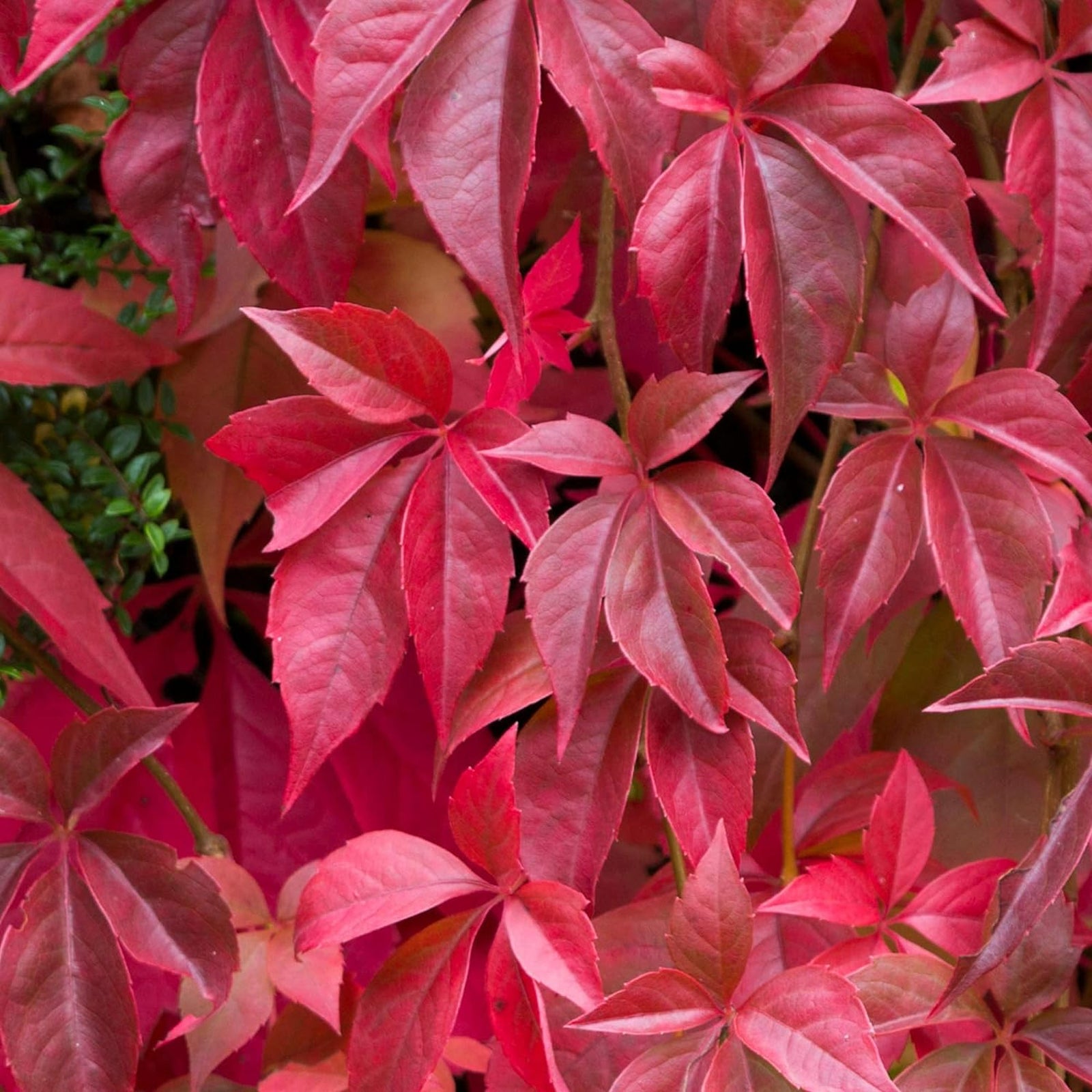 Parthenocissus quinquefolia Virginia Creeper