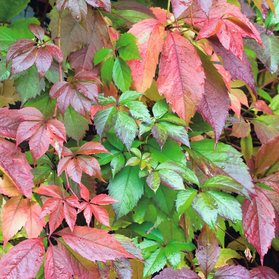 Parthenocissus quinquefolia 'Virginia Creeper' Parthenocissus quinquefolia 'Virginia Creeper' image2 2