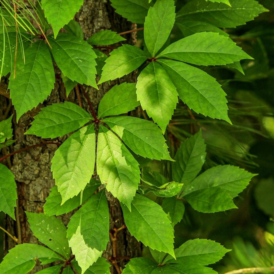 Parthenocissus quinquefolia 'Virginia Creeper' Parthenocissus quinquefolia 'Virginia Creeper' image3 3