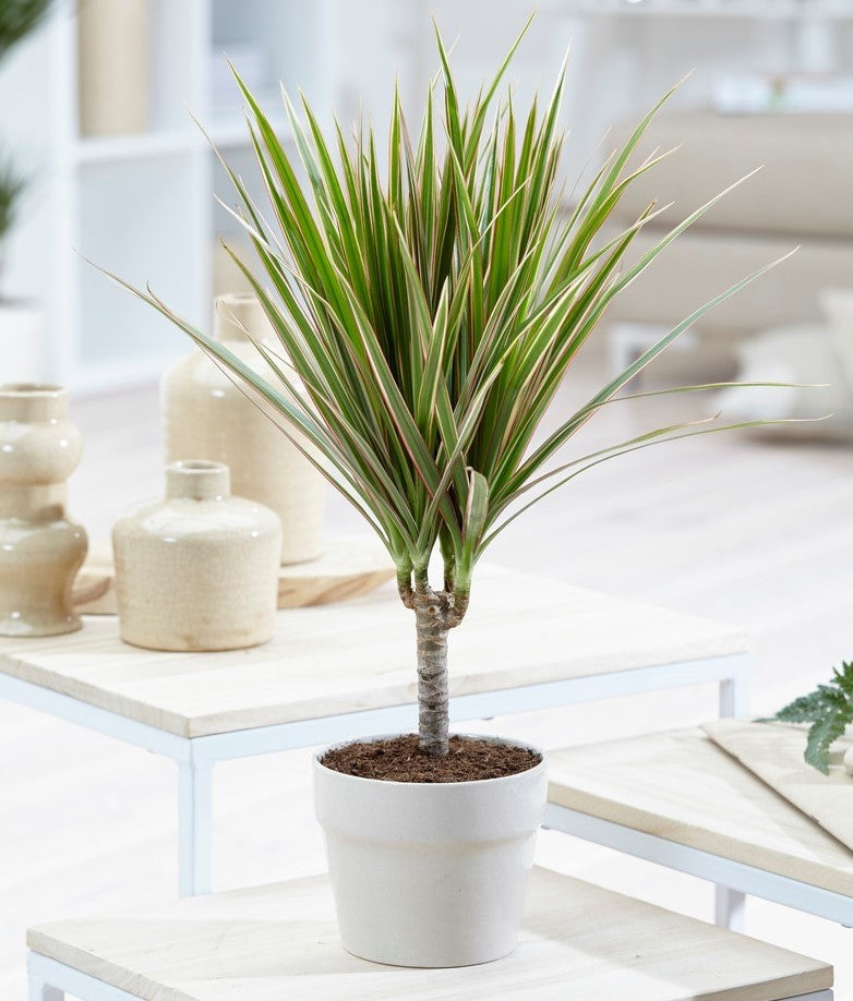 Dracaena marginata 'Bicolour' visi169169 3