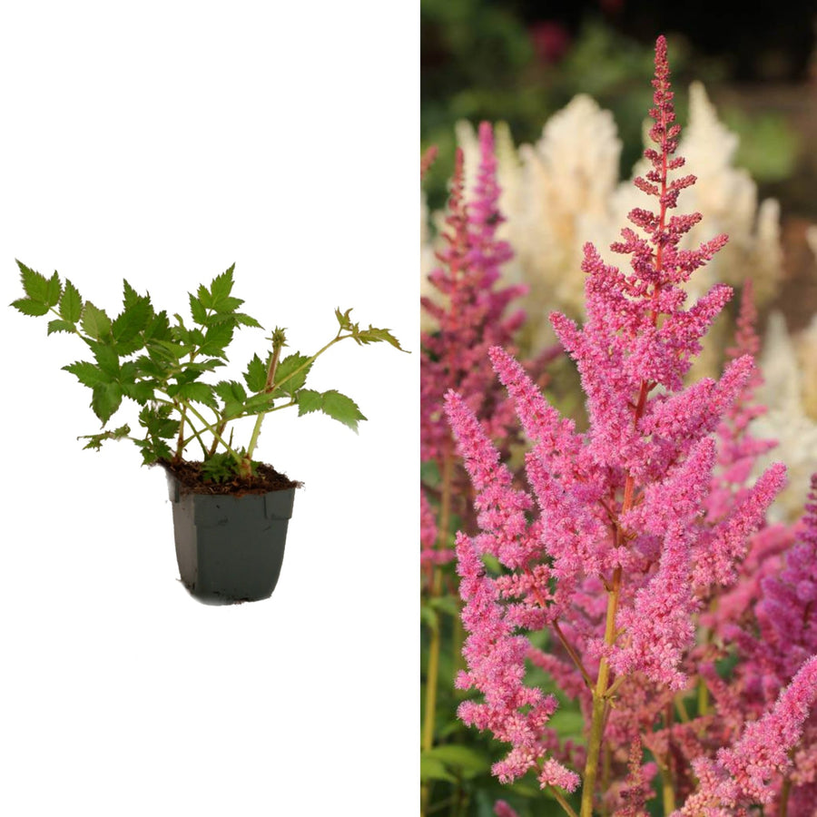 Visions in Pink Astilbe Plant visioninpink 2