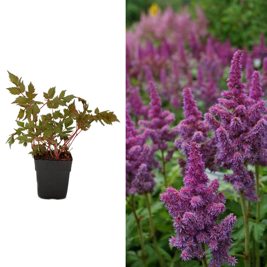 Visions in Red Astilbe Astilbe Plants in 1L Pots - (Visions in Red) image1 2