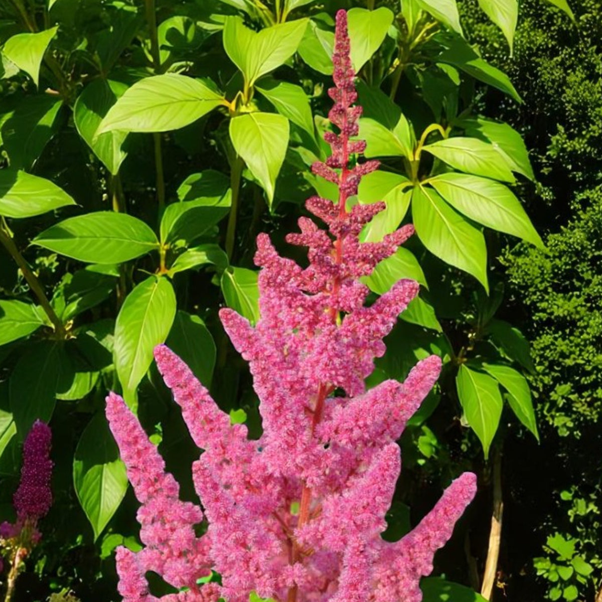 Astilbe Visions in Pink Bare Roots  4