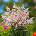 Astilbe Visions in Pink Bare Roots  1