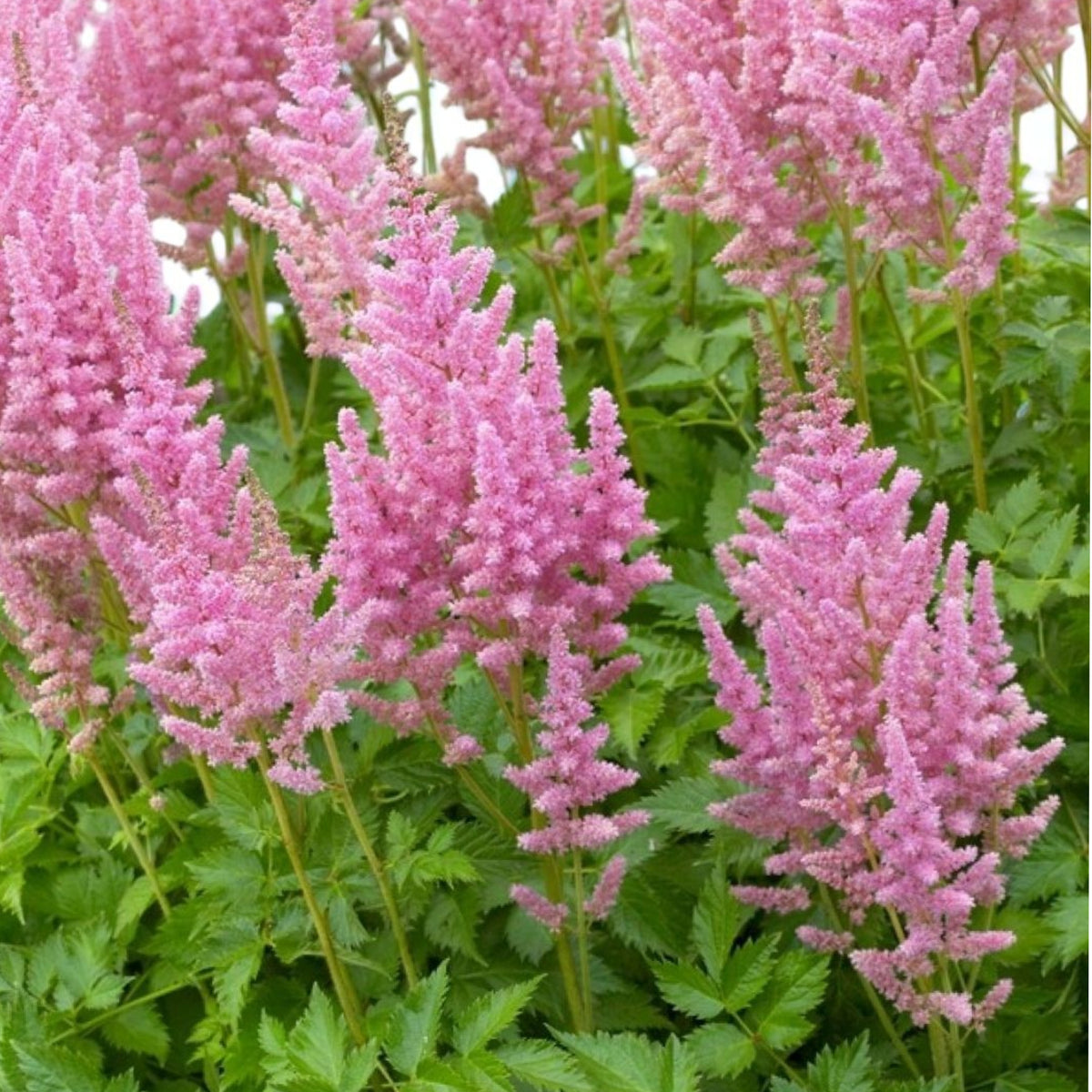 Astilbe Visions in Pink Bare Roots  3
