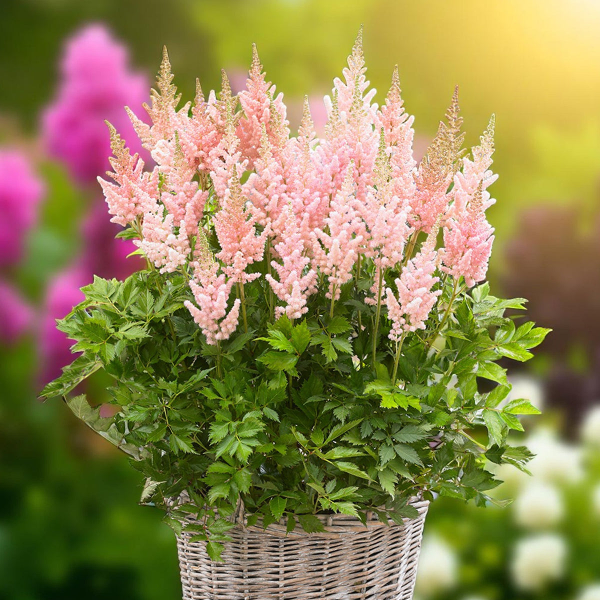 Astilbe Visions in Pink Bare Roots  2