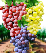 3 x Grape Vine Plants Vitis Mix  1