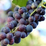 Grape Vine Plant  2