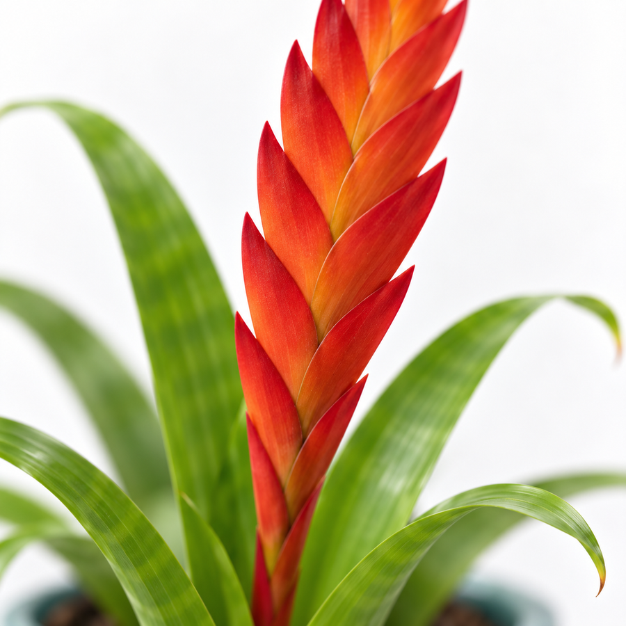 Vriesea Flaming Sword  2