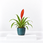 Vriesea Flaming Sword  1