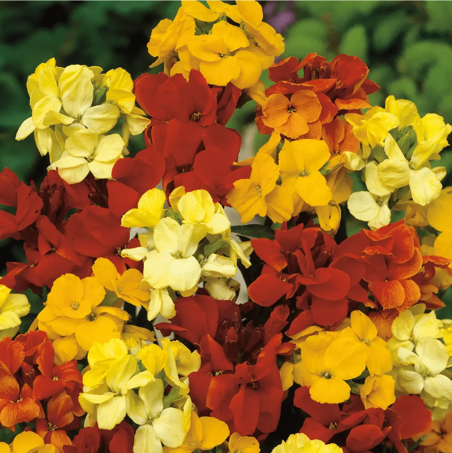 Erysimum Wallflower  1