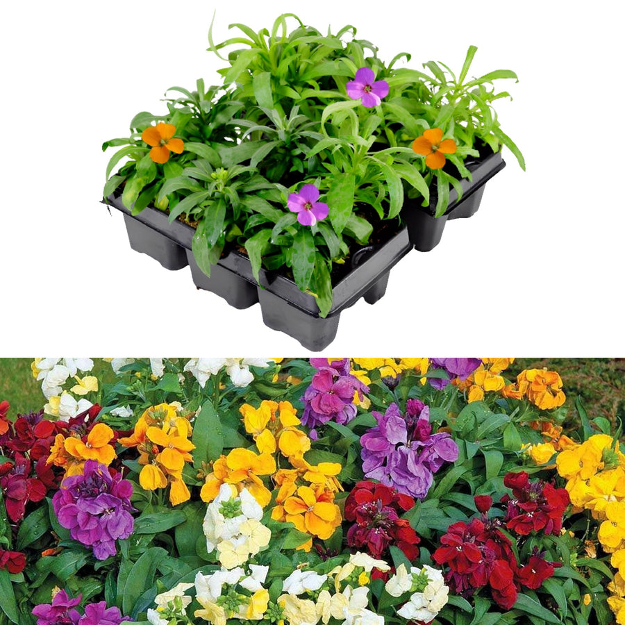 Wallflower Plants Mixed Colours 12 Pack Wallflower Plants Mixed Colours 12 Pack image1 2