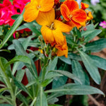 Wallflower Tom Thumb  3