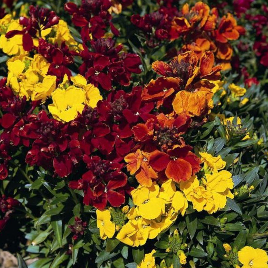 Wallflower Tom Thumb  4