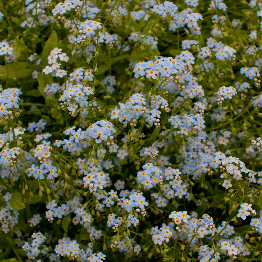 Water Forget-Me-Not - Myosotis scorpioides waterforgetmenot1 2