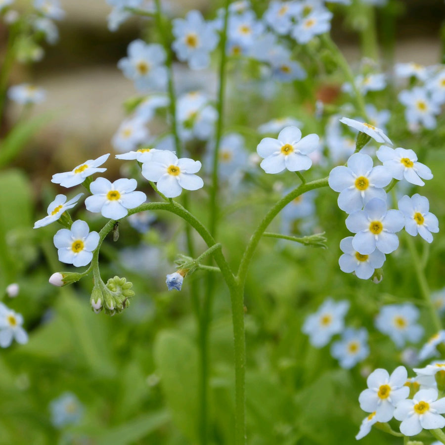 Water Forget-Me-Not - Myosotis scorpioides waterforgetmenot2 3