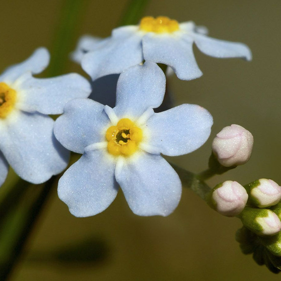 Water Forget-Me-Not - Myosotis scorpioides waterforgetmenot3 4