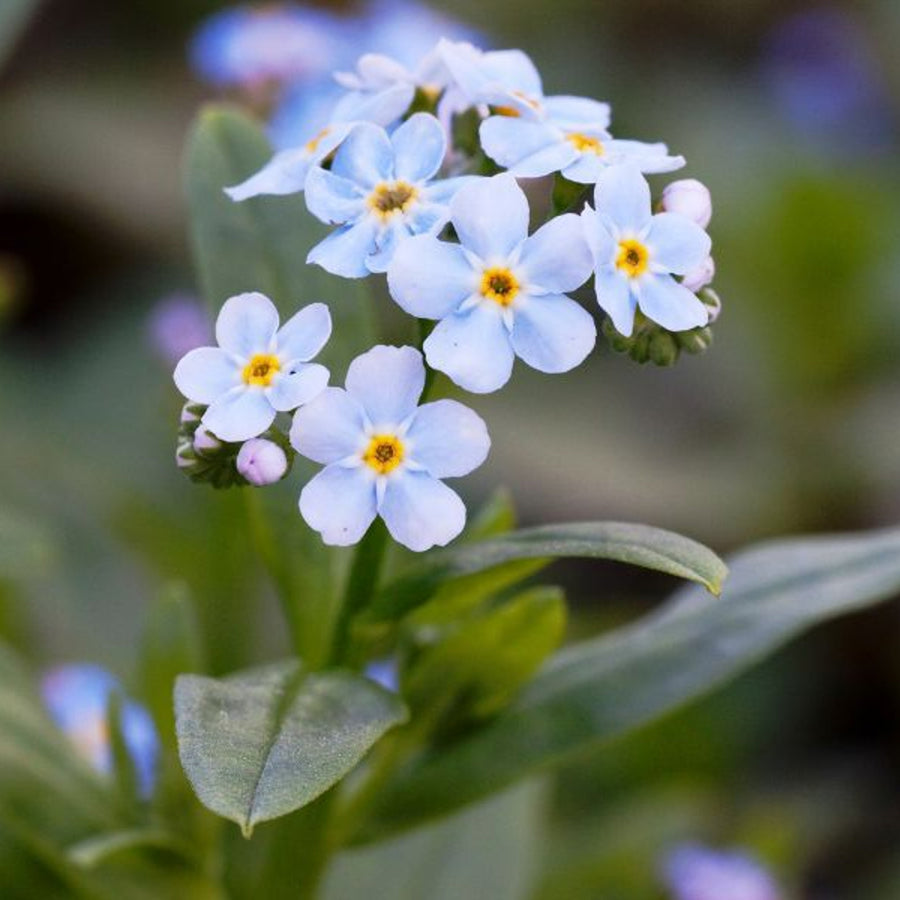 Water Forget-Me-Not - Myosotis scorpioides waterforgetmenot4 5