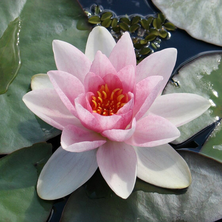 Pink Water Lily - Nymphaea 'Fabiola' waterlilyfabiola 2