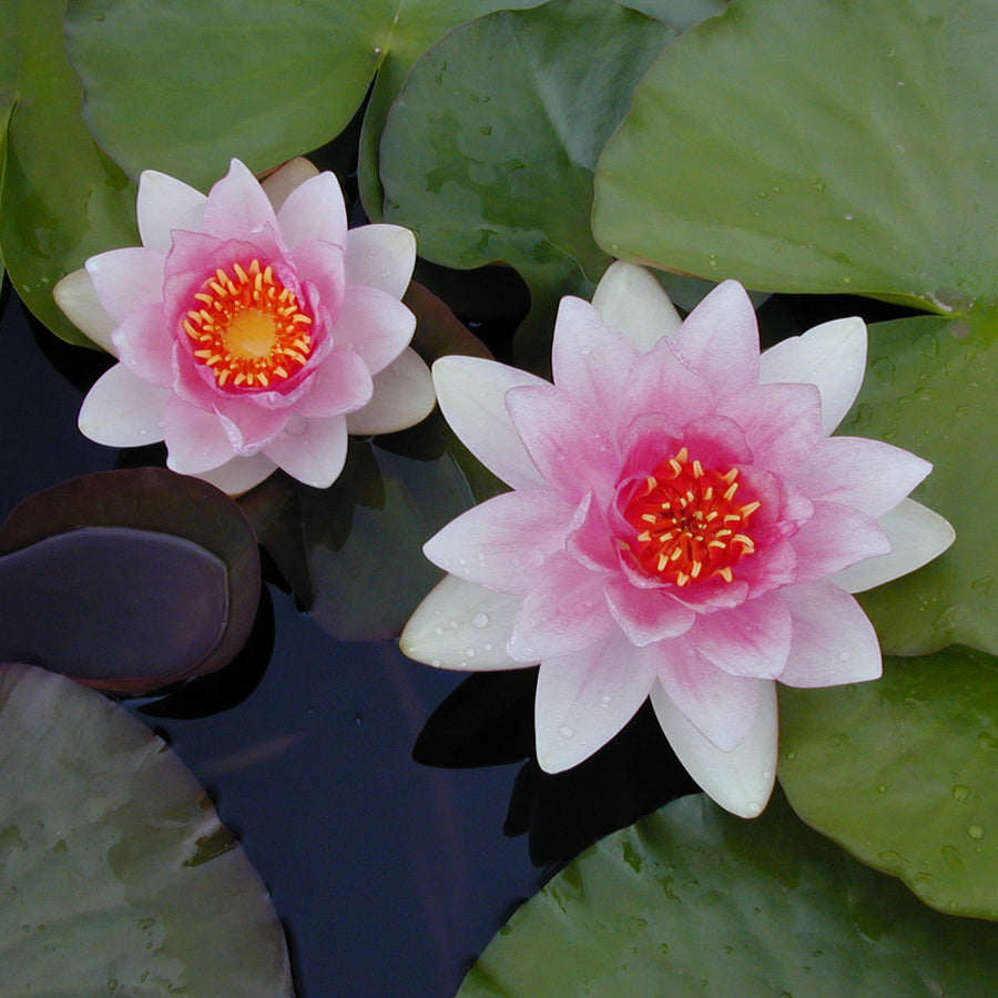 Pink Water Lily - Nymphaea 'Fabiola' waterlilyfabiola1 3