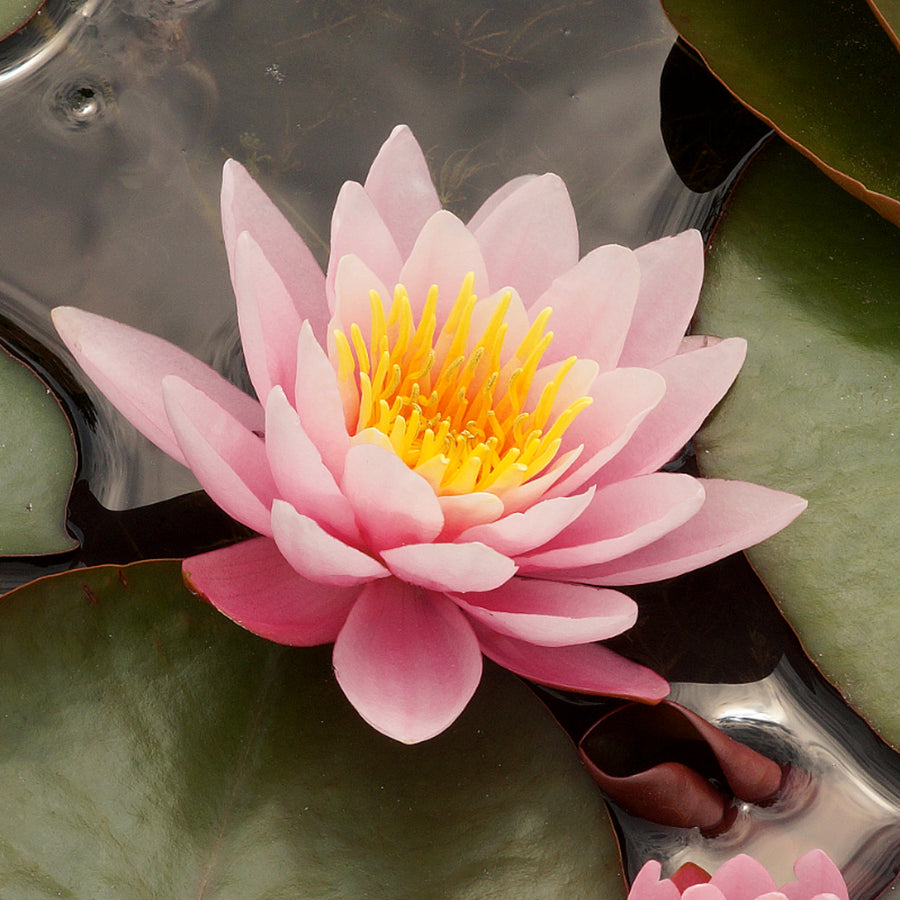 Pink Water Lily - Nymphaea 'Fabiola' waterlilyfabiola2 1