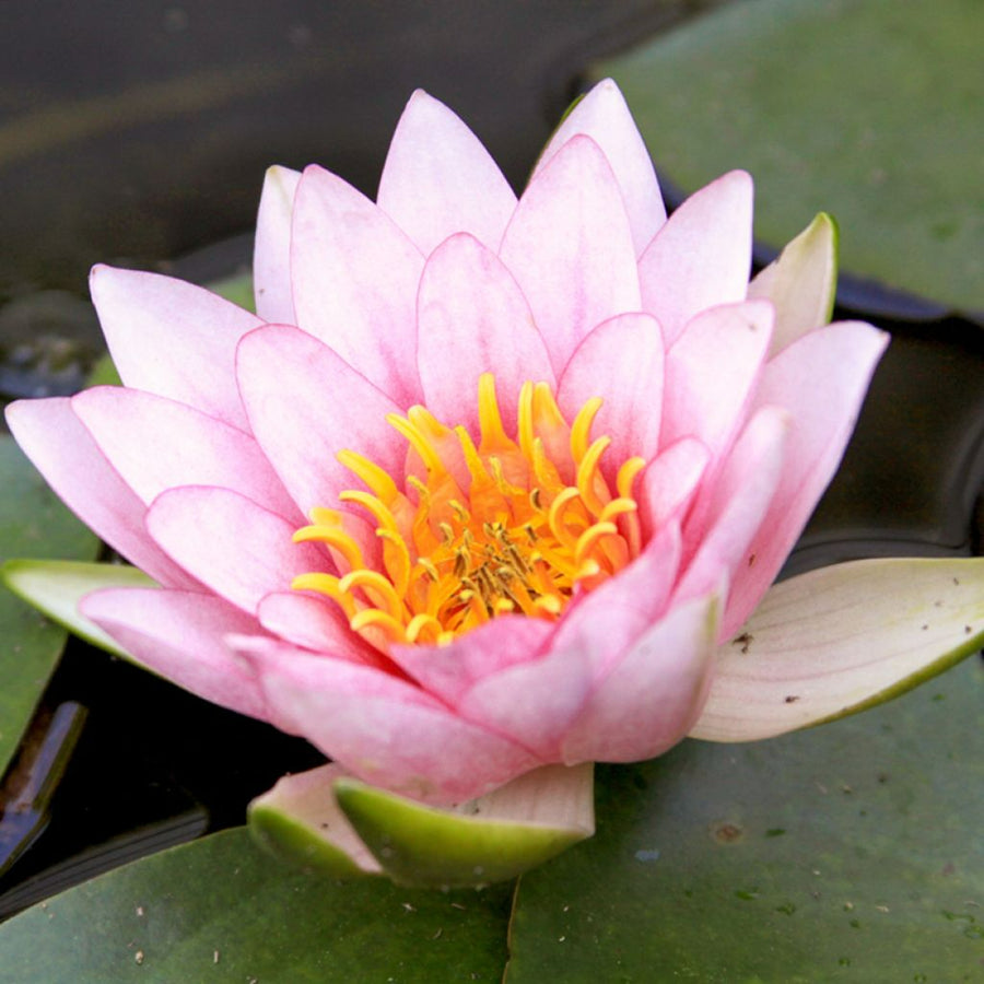 Pink Water Lily - Nymphaea 'Fabiola' waterlilyfabiola3 4
