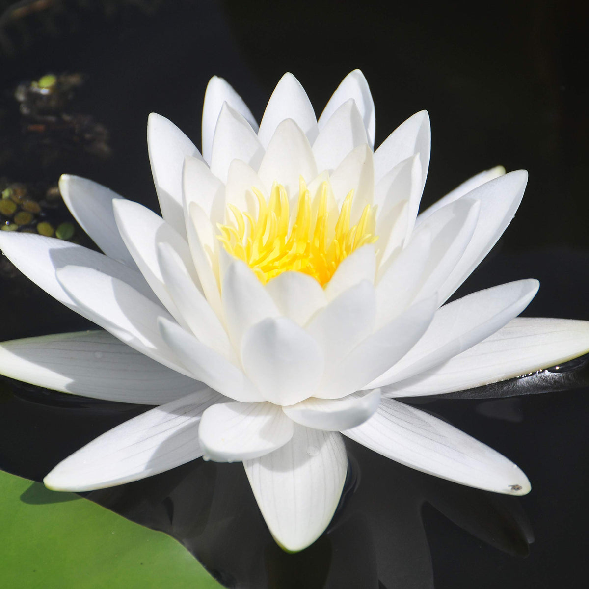 White Water Lily - Nymphaea 'Gladstoniana' waterlilygladstoniana 4