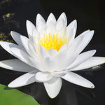 White Water Lily - Nymphaea 'Gladstoniana' waterlilygladstoniana 4