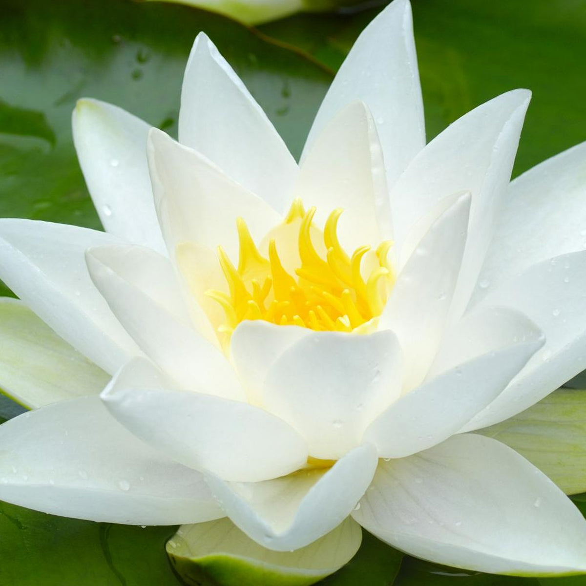 White Water Lily - Nymphaea 'Gladstoniana' waterlilygladstoniana1 1