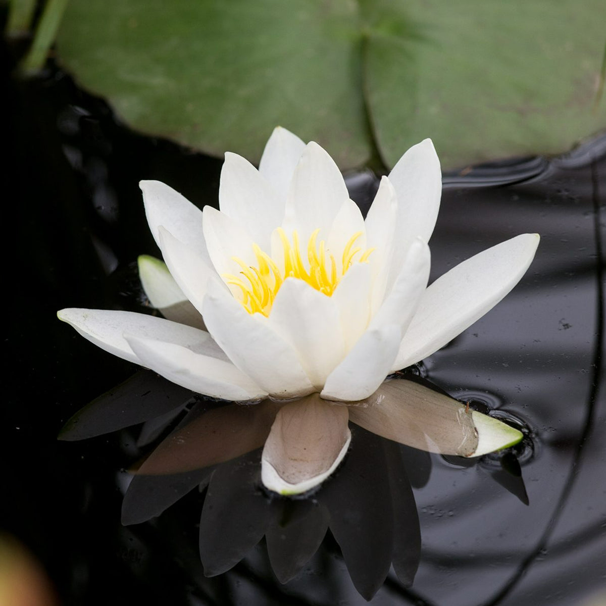 White Water Lily - Nymphaea 'Gladstoniana' waterlilygladstoniana2 2