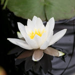 White Water Lily - Nymphaea 'Gladstoniana' waterlilygladstoniana2 2