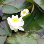 White Water Lily - Nymphaea 'Gladstoniana' waterlilygladstoniana3 3