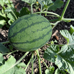 Watermelon Sugarbaby  2