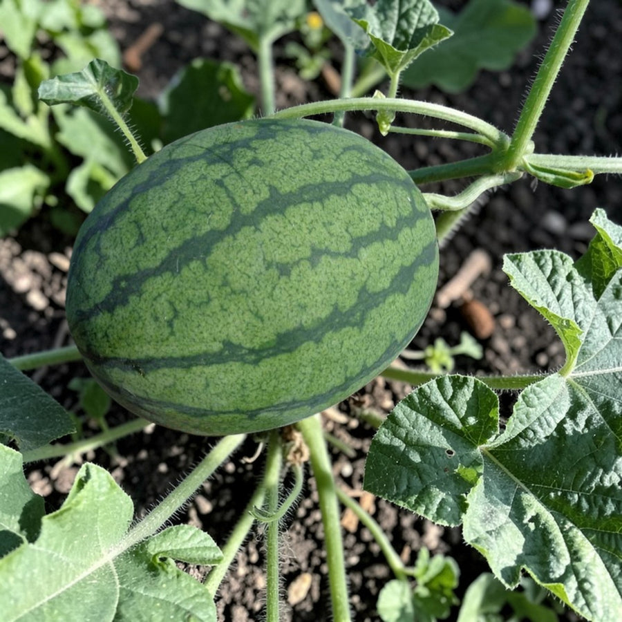 Watermelon Sugarbaby  2