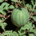Watermelon Sugarbaby  3