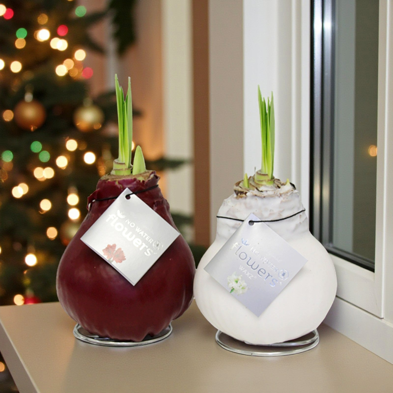 Two waxed amaryllis bulbs, one coated in deep red wax and the other in white, sitting on a windowsill with green shoots emerging. Each has a silver tag reading â€œNo Water Flowers.â€ A softly lit Christmas tree with baubles glows in the background.