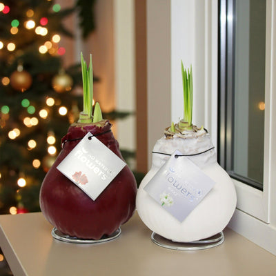 Two waxed amaryllis bulbs, one coated in deep red wax and the other in white, sitting on a windowsill with green shoots emerging. Each has a silver tag reading Ã¢â‚¬Å“No Water Flowers.Ã¢â‚¬Â A softly lit Christmas tree with baubles glows in the background.