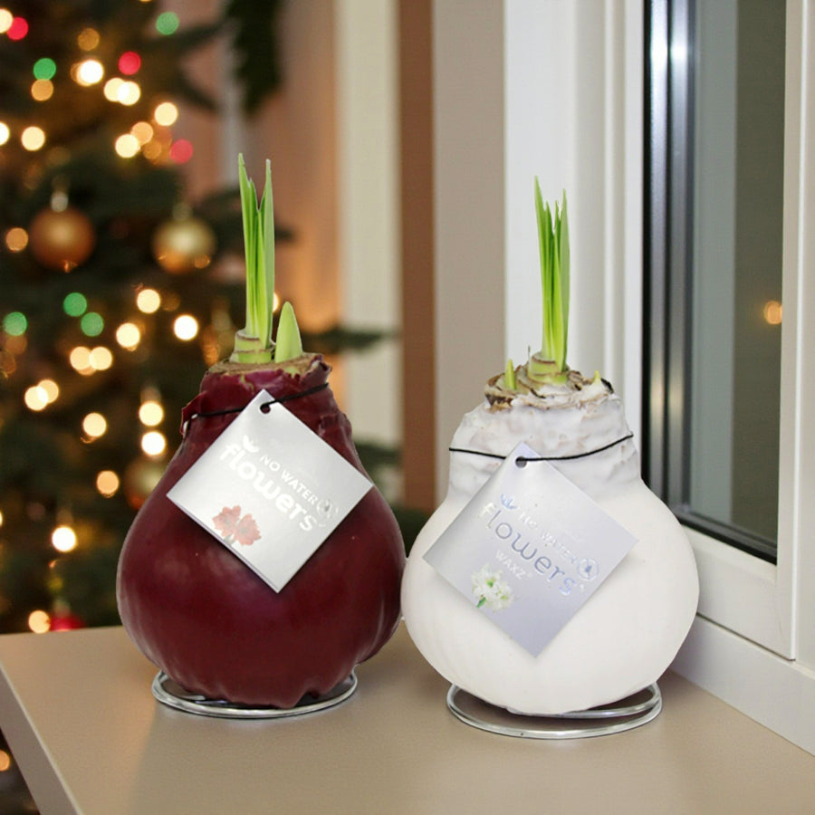 Amaryllis Waxed Bulb Two waxed amaryllis bulbs, one coated in deep red wax and the other in white, sitting on a windowsill with green shoots emerging. Each has a silver tag reading Ã¢â‚¬Å“No Water Flowers.Ã¢â‚¬Â A softly lit Christmas tree with baubles glows in the background. 1