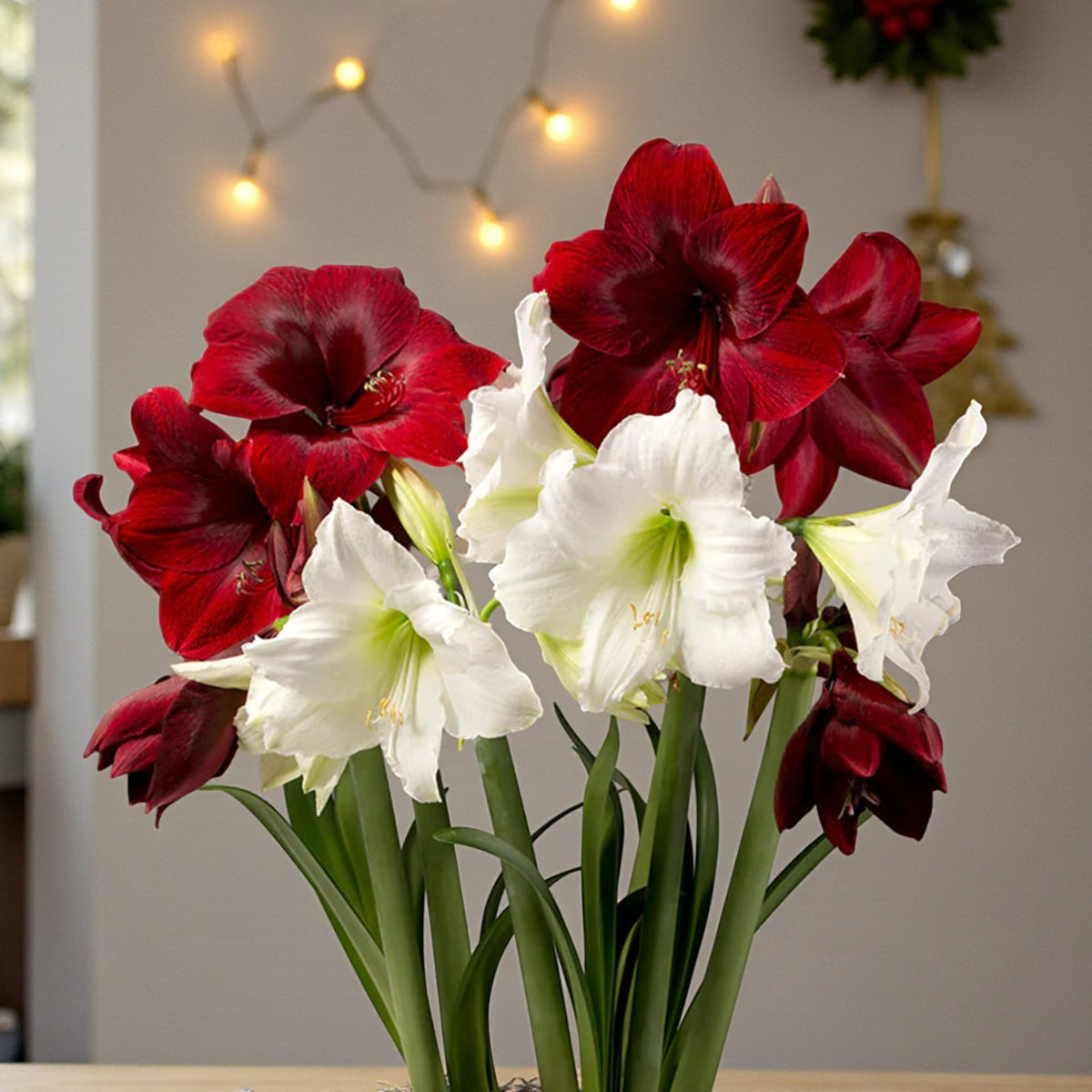 Amaryllis Waxed Bulb in Gift Sleeve Flowering red and white amaryllis plants with large trumpet-shaped blooms and long green stems displayed indoors. Festive string lights and holiday dÃ©cor appear softly blurred in the background. 3