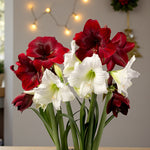 Amaryllis Waxed Bulb in Gift Sleeve Flowering red and white amaryllis plants with large trumpet-shaped blooms and long green stems displayed indoors. Festive string lights and holiday dÃ©cor appear softly blurred in the background. 2