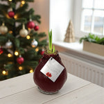 Amaryllis Waxed Bulb in Gift Sleeve Single red waxed amaryllis bulb with green shoots beginning to grow, placed on a light wooden table near a Christmas tree decorated with red and gold baubles. The tag reads â€œNo Water Flowers.â€ 1